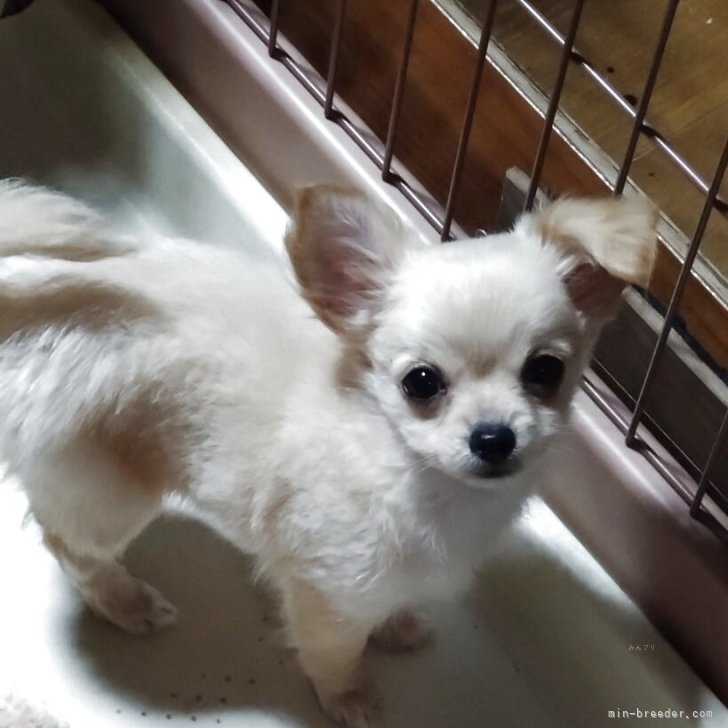 ブリーダー画像