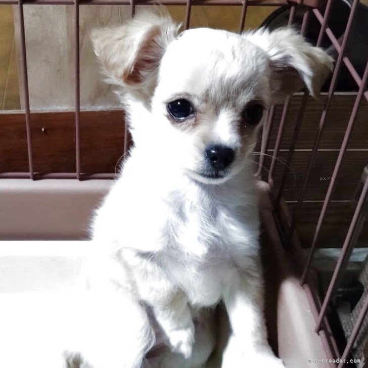 ブリーダー画像