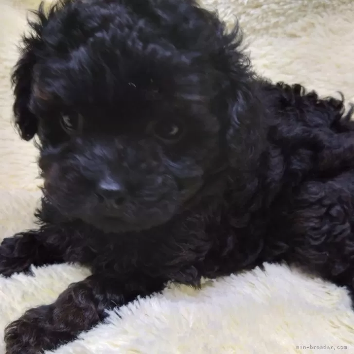 ID:2412-06861の子犬