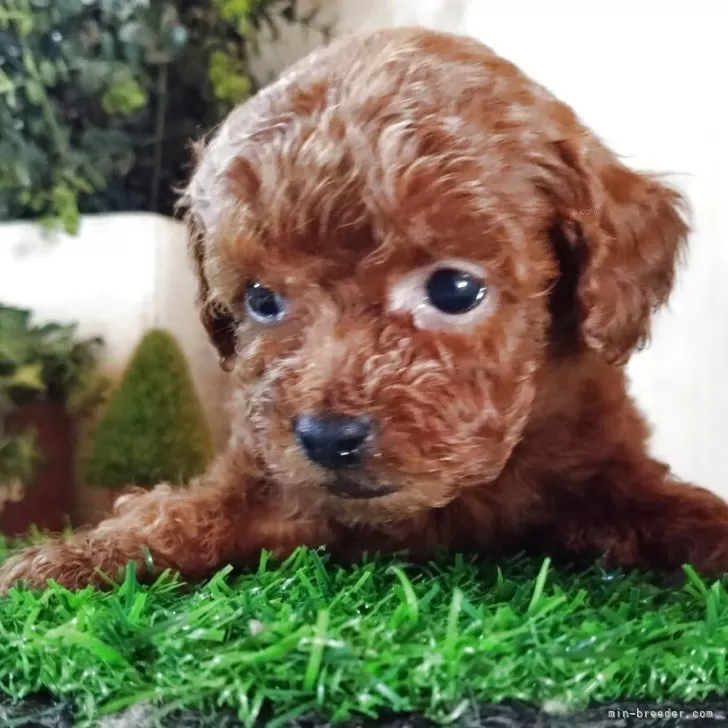 ティーカッププードル【三重県・女の子・2025年10月21日・レッド】の写真1