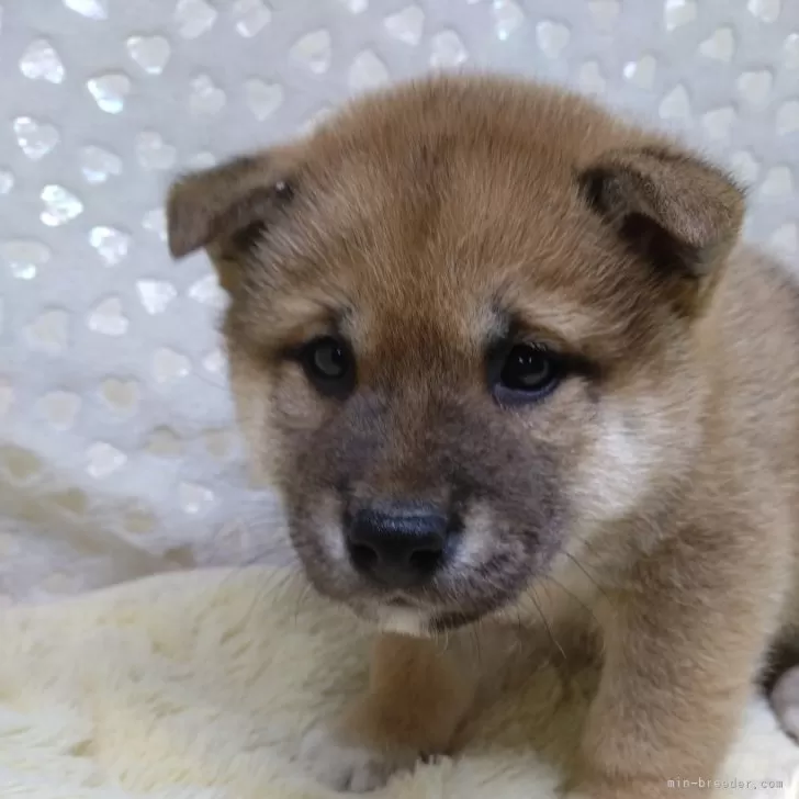 ID:2502-06947の子犬
