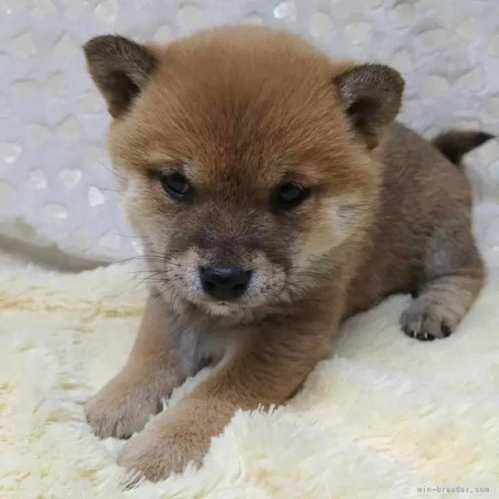 ID:2502-06989の子犬