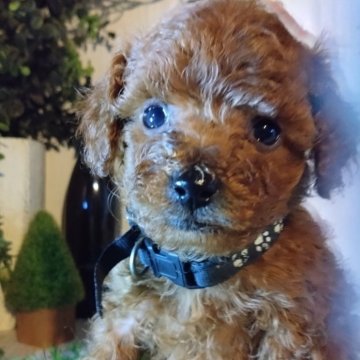 トイプードル(ティーカップ)【三重県・男の子・2025年10月21日・レッド】の写真「12月8日で体重650gの可愛い男の子♥️」