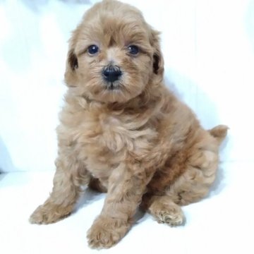 ミックス (父)トイプードル(母)ポメラニアン☓トイプードル【三重県・女の子・2025年5月10日・レッド】の写真「とっても元気で可愛い♫仲良し4兄妹の女の子🐶💕」