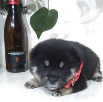 柴犬(豆柴)【三重県・女の子・2025年9月12日・黒】の写真「モフモフ感が可愛くてたまらない３姉妹です🤣💕」