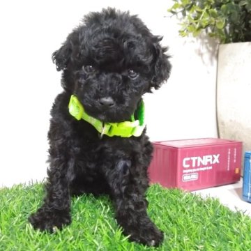 タイニープードル【三重県・男の子・2025年9月19日・ブラック】の写真「小さくてとっても可愛い4兄妹の男の子です🐶💕」