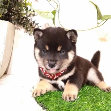 柴犬(豆柴)【三重県・女の子・2025年9月12日・黒】の写真「モフモフ感が可愛くてたまらない３姉妹です🤣💕」