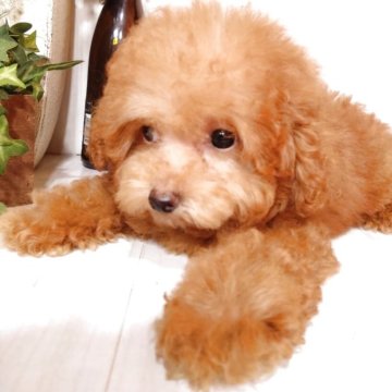 タイニープードル【三重県・女の子・2025年5月7日・レッド】の写真「タイニーと思いきやティカップかも？？🐶💕」