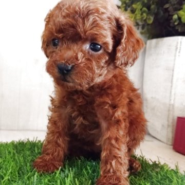 ティーカッププードル【三重県・女の子・2025年10月21日・レッド】の写真「7匹生れの最小480g元気な女の子🍀♥️」