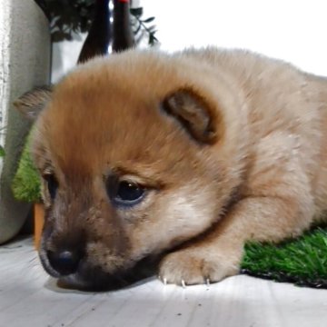 柴犬(標準サイズ)【三重県・男の子・2025年11月17日・赤】の写真「1月11日までの予約なら、50000引き😊」