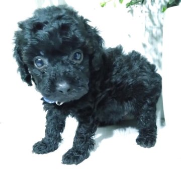 トイプードル(タイニー)【三重県・男の子・2025年5月20日・ブラック】の写真「お目々ぱっちり🐶とっても可愛い男の子🐶💕」