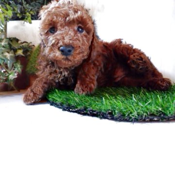 トイプードル(トイ)【三重県・男の子・2025年10月14日・レッド】の写真「元気で可愛い仲良し3兄妹の男の子です🐶💕」