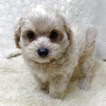 ミックス (父)チワワ×トイプードル☓(母)トイプードル【三重県・男の子・2025年4月11日・クリーム】の写真「綺麗な毛色🐶小さな顔立ちでとっても可愛い💕　」