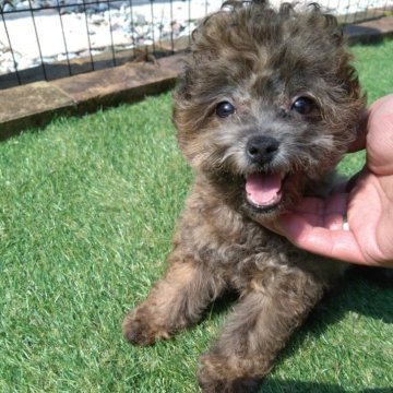 ミックス(トイプードル×ポメプー)【三重県・男の子・2025年1月20日・オレンジセーブル】の写真「珍しい色あいで、表情がとってもかわいいです💞」