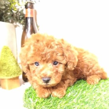 トイプードル(トイ)【三重県・男の子・2025年9月20日・レッド】の写真「元気で可愛い仲良し4兄妹の男の子です🐶💕」