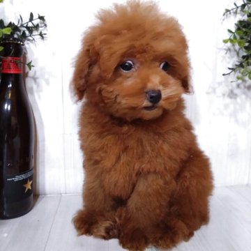 タイニープードル【三重県・男の子・2025年5月20日・レッド】の写真「ちっちゃくてとっても可愛い男の子🐶💕」