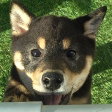 柴犬(豆柴)【三重県・男の子・2024年11月2日・黒】の写真「【3月20日まで💦】本体価格より５万円値引き💞」