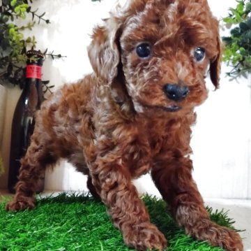 タイニープードル【三重県・女の子・2025年10月14日・レッド】の写真「3兄妹で、元気だ一番ちっちゃいです♥️」