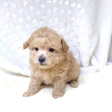 ミックス(トイプードル☓ポメプー)【三重県・男の子・2025年1月20日・アプリコット】の写真「大幅値引🎉実物もっと可愛いです💞早い者勝ち☺️」