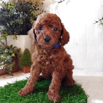 タイニープードル【三重県・男の子・2025年10月21日・レッド】の写真「おとなしめで、ハンサムボーイです😊」