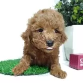 トイプードル(トイ)