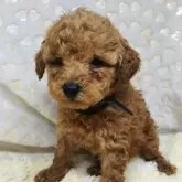 タイニープードル【三重県・男の子・2025年1月6日・アプリコット】の写真1「毛吹いてお目々ぱっちり🐶可愛くなりました💞」