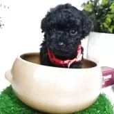 タイニープードル