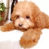 タイニープードル