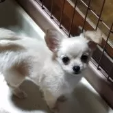 ミックス【三重県・女の子・2025年9月1日・クリーム】の写真1「実物ほんとに可愛いです😍オンラインでのご見学も承っておりますので、ぜひ一度ご覧下さい🐶💕」