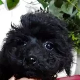 ティーカッププードル