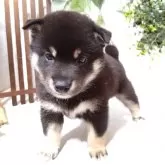 豆柴