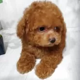 タイニープードル