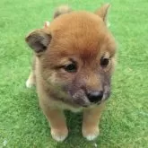 柴犬(標準サイズ)【三重県・女の子・2025年3月31日・赤】の写真1