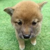 柴犬(標準サイズ)【三重県・女の子・2025年3月31日・赤】の写真3
