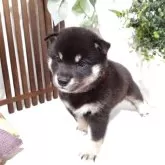 豆柴【三重県・男の子・2025年5月31日・黒】の写真3