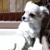 ミックス【三重県・女の子・2025年9月1日・クリーム】の写真3