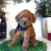 ティーカッププードル【三重県・男の子・2025年10月21日・レッド】の写真3