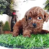 ティーカッププードル【三重県・女の子・2025年10月21日・レッド】の写真3