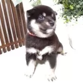 豆柴【三重県・男の子・2025年5月31日・黒】の写真4