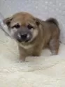 柴犬(標準サイズ)【三重県・男の子・2025年1月9日・赤】の写真4