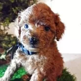 ティーカッププードル【三重県・男の子・2025年10月21日・レッド】の写真4