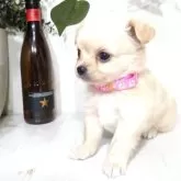 ミックス【三重県・女の子・2025年9月1日・クリーム】の写真5