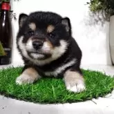 豆柴【三重県・女の子・2025年11月18日・黒】の写真5