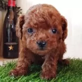 ティーカッププードル【三重県・女の子・2025年10月21日・レッド】の写真5