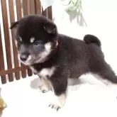 豆柴【三重県・男の子・2025年5月31日・黒】の写真5