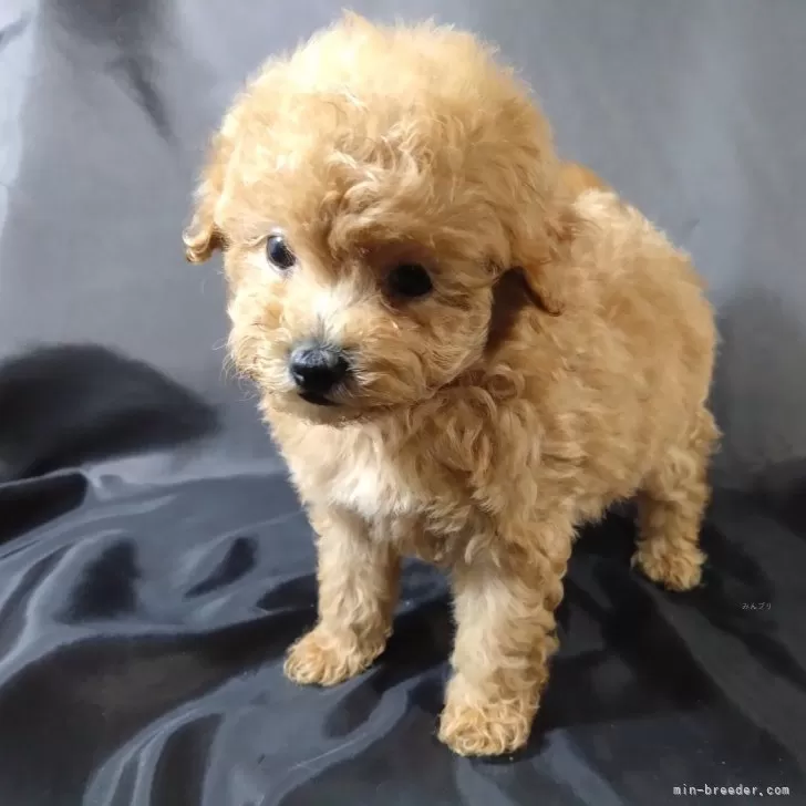 ID:2406-05402の子犬
