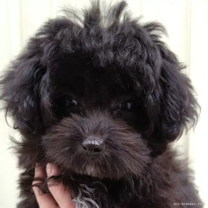 ID：2404-02913の子犬