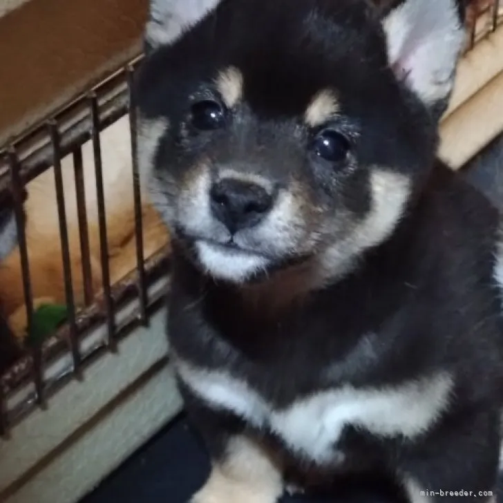 ID：2305-01933の子犬