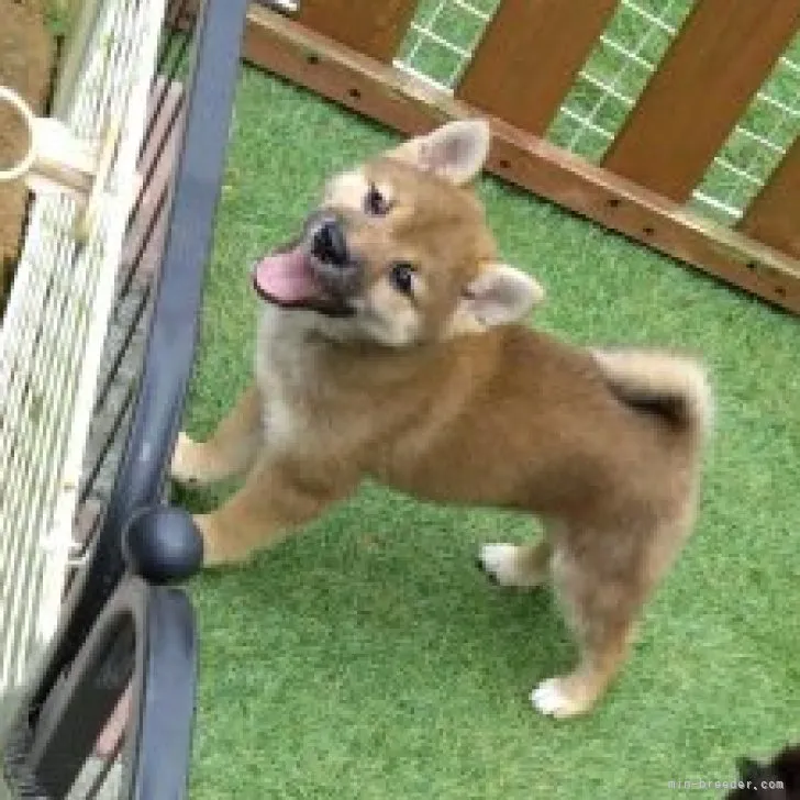 ID:2305-01938の子犬