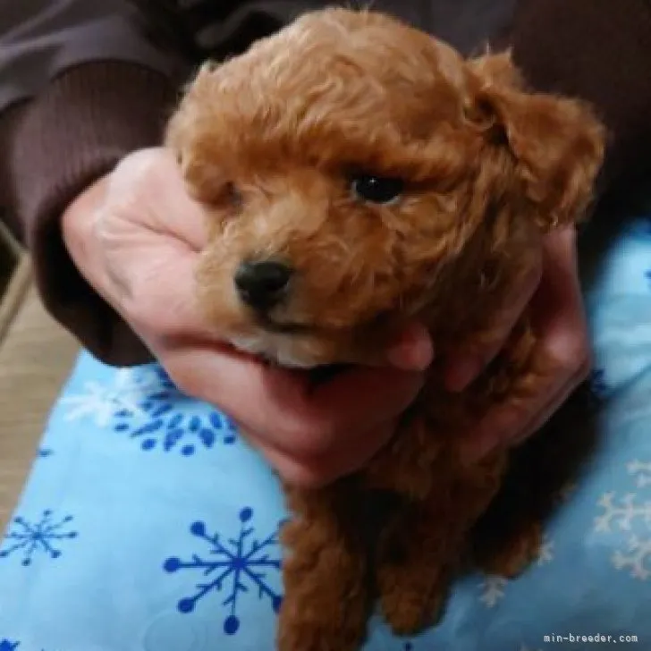 ID:2301-01417の子犬